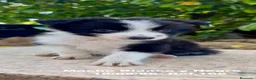 Border Collie perros en venta: BORDER COLLIE DE VILLA BIZNAGA - Anuncio 15
