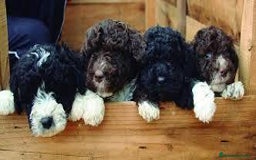 Perro de Agua Español perros en venta: Precioso bebe perro de agua - Imagen 1