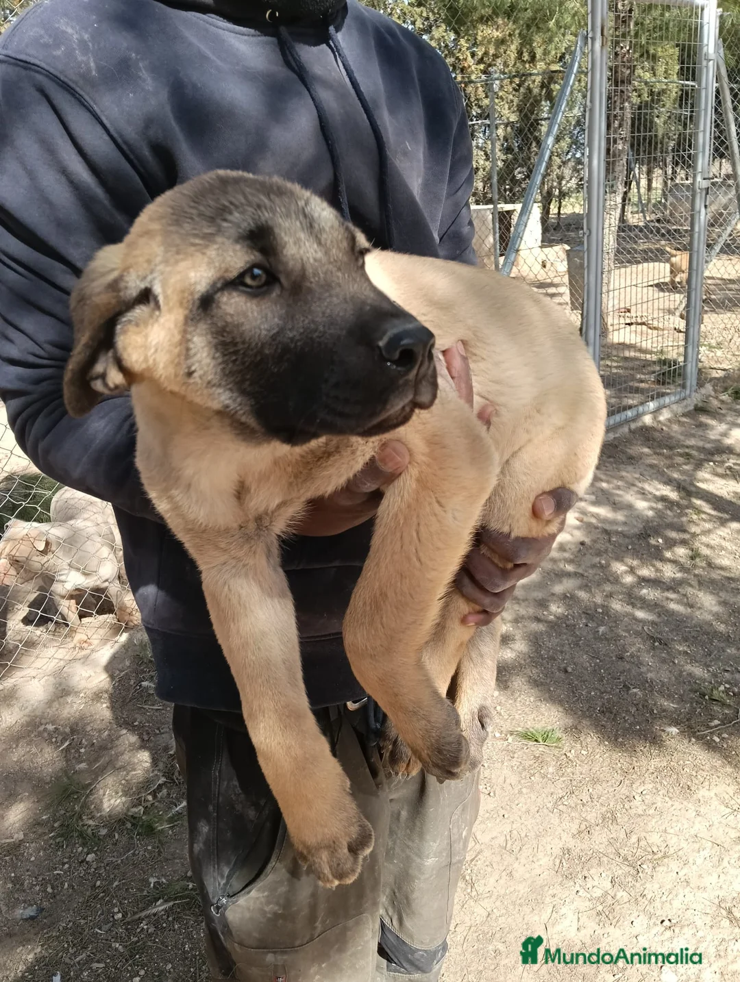 Mastín Español perros en venta: Cachorros de mastines Españoles  - Anuncio 1