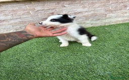 Border Collie perros en venta: Disponible macho Border collie - Imagen 3