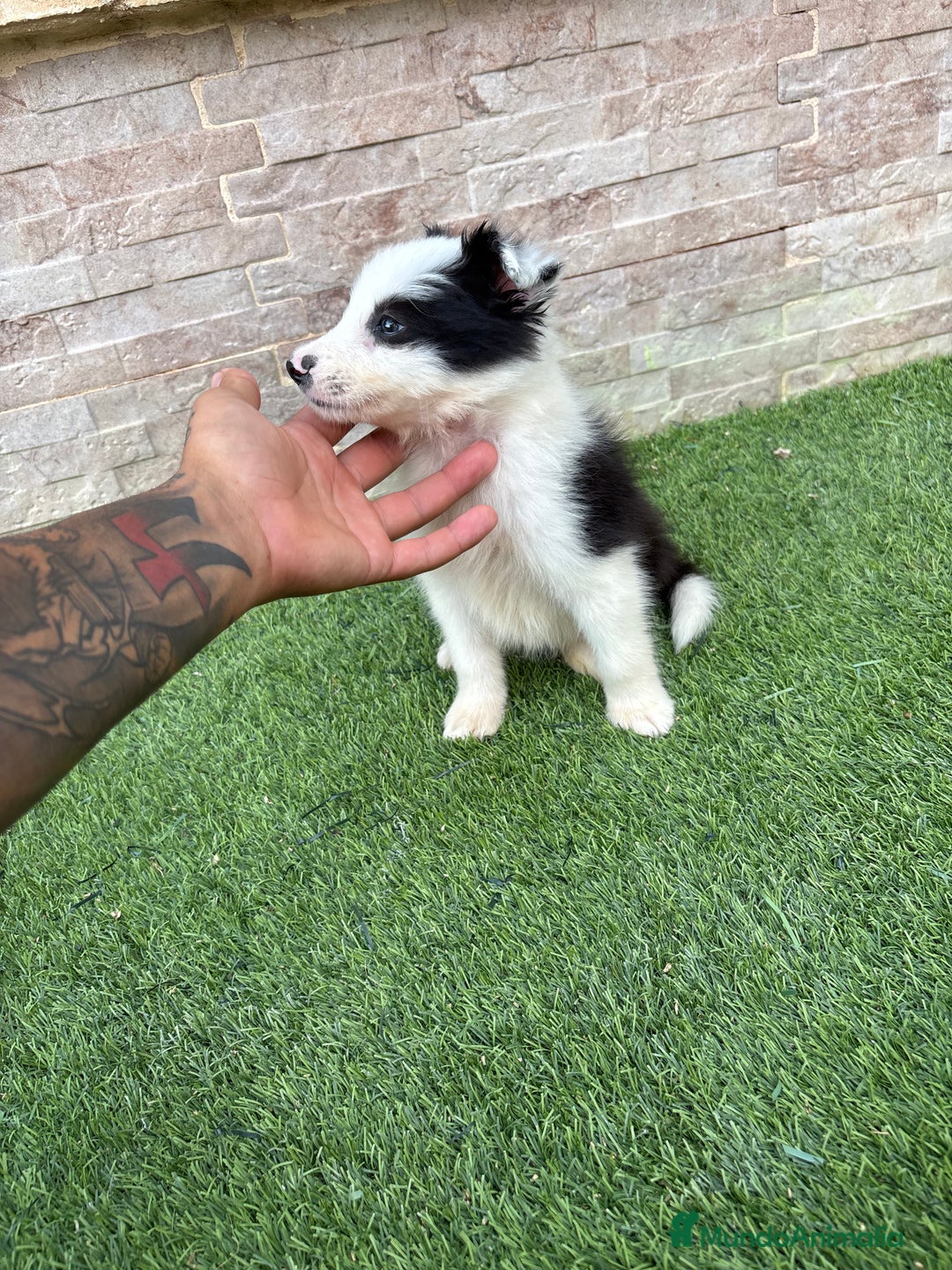 Border Collie perros en venta: Disponible macho Border collie - Imagen 3