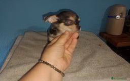 Chihuahua perros en venta: Chihuahua Merle macho  - Imagen 5