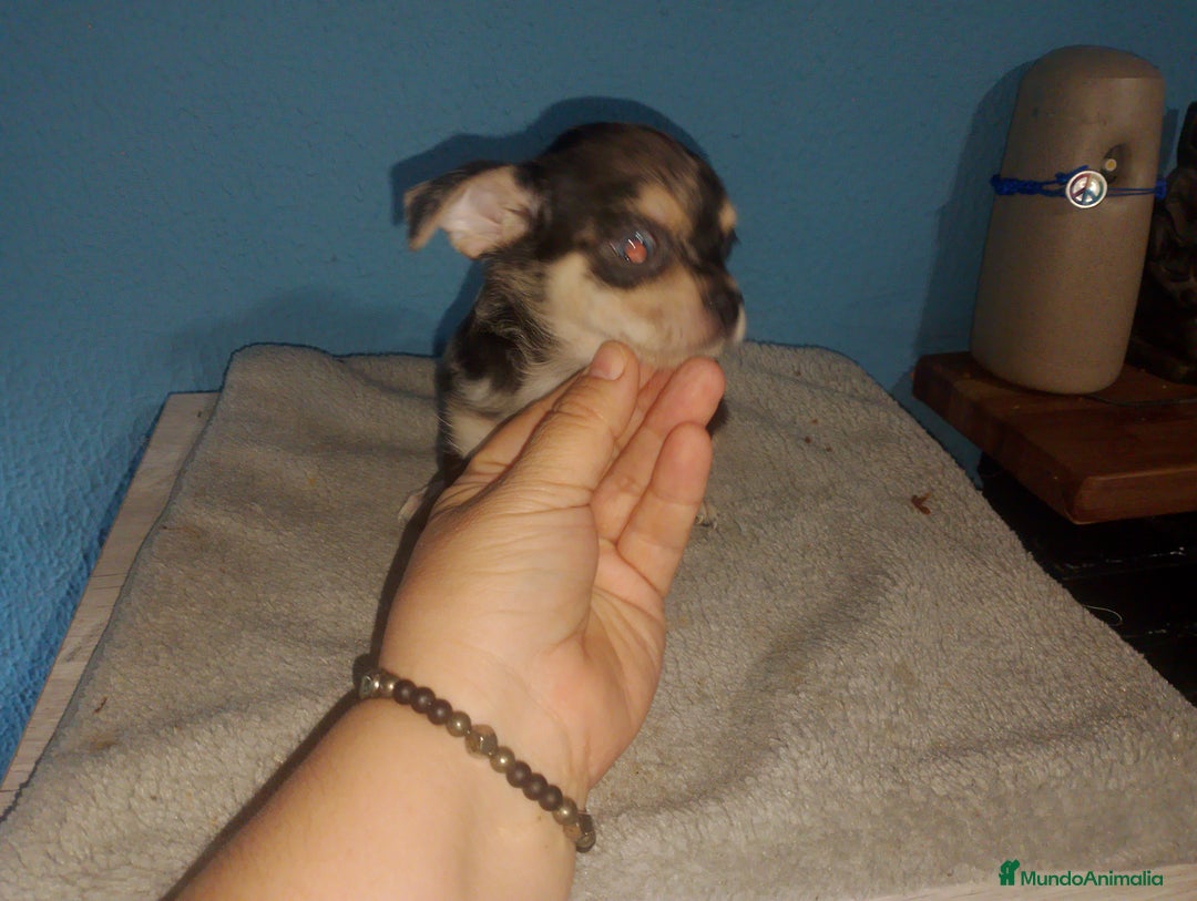 Chihuahua perros en venta: Chihuahua Merle macho  - Imagen 5