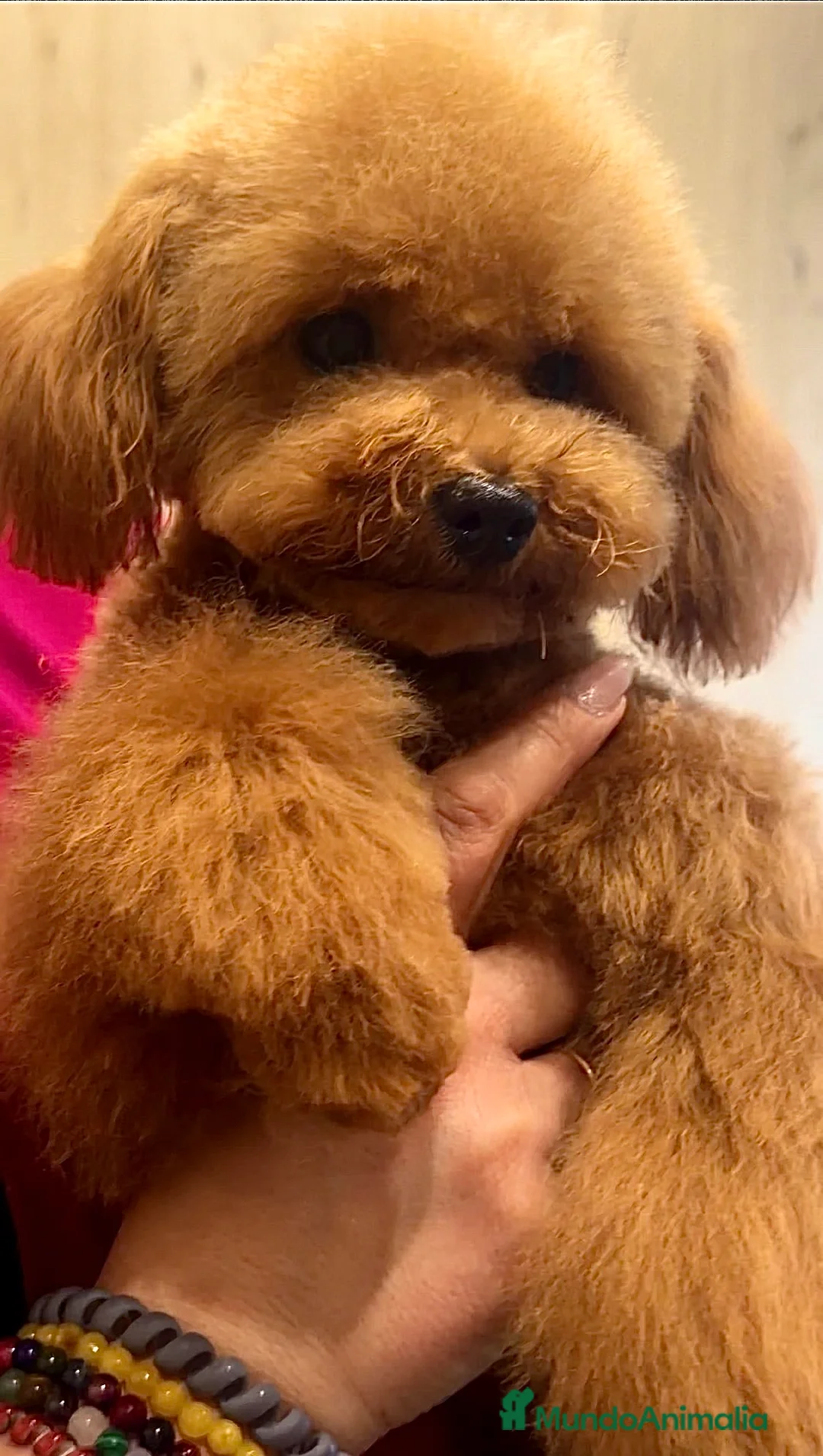 Caniche Toy perros para monta: Machos caniche toy y caniche enano para monta  - Anuncio 1