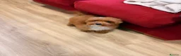 Caniche Toy perros en venta: Soy Chusito!!  - Anuncio 5