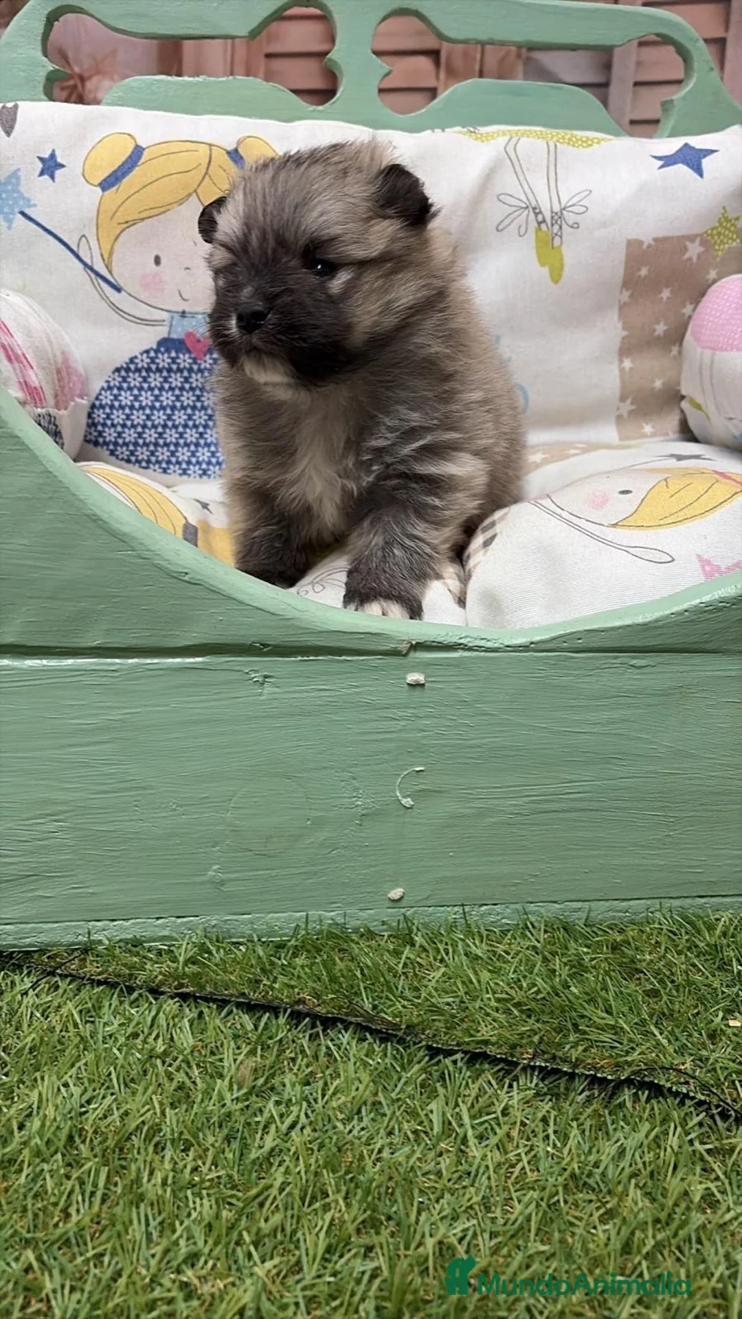 Pomerania perros en venta: Pomerania varios colores !!! - Anuncio 2