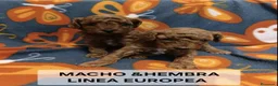 Caniche Toy perros en venta: Espectaculares Caniches Toy  en Lugo - Anuncio 5