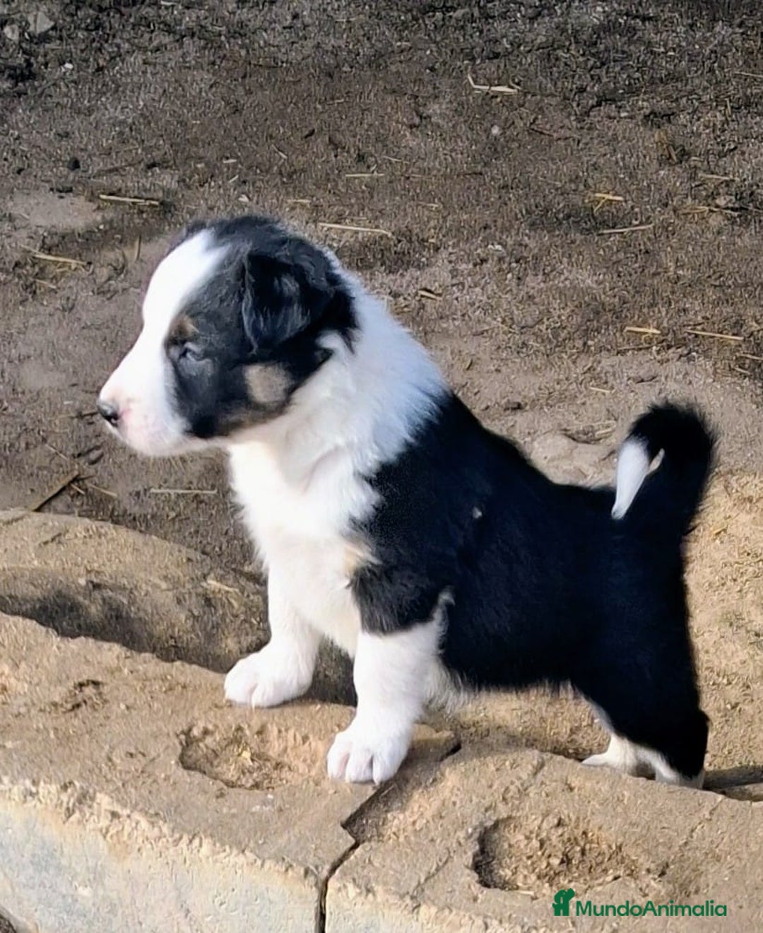Border Collie perros en venta: Boder collie Parla - Anuncio 1