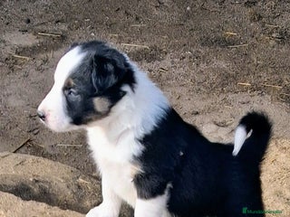 Border Collie perros Boder collie Parla - Anuncio 2