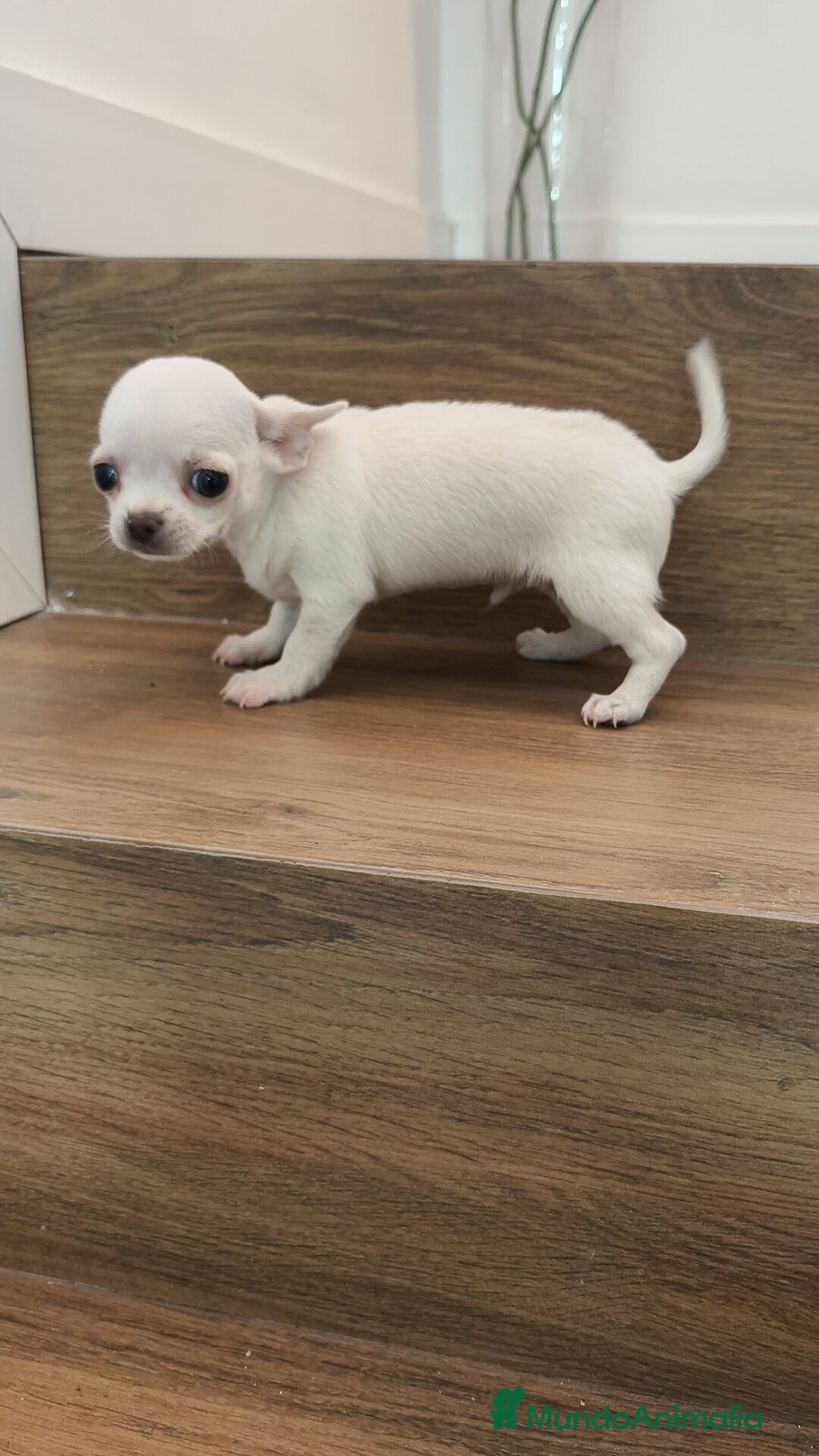 Chihuahua perros en venta: Chihuahua Toy  - Anuncio 3