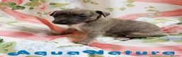 Pequeño Lebrel Italiano perros en venta: Lebrel Italiano Hembra 1833 AQUANATURA - Anuncio 6