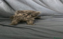 Persa gatos en venta: Persas en Jerez  - Imagen 11