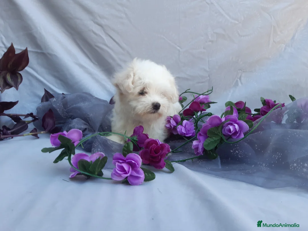 Bichón Maltés perros en venta: preciosos bichon maltes toy - Anuncio 3