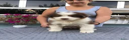 Pastor Australiano perros en venta: Excelente camada de Pastor Australiano  - Anuncio 4