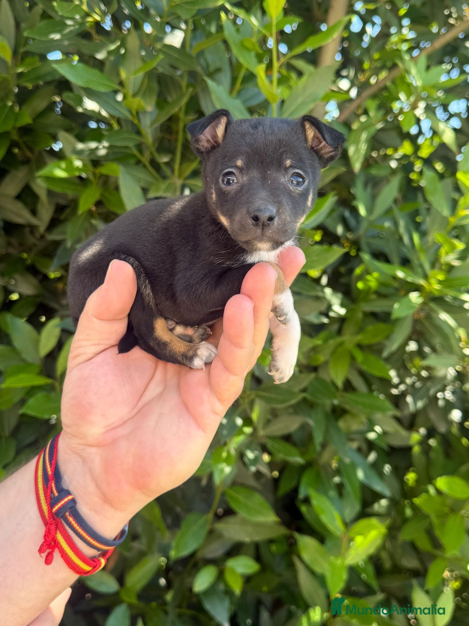 Pinscher Miniatura perros Rateros murcianos mini Pinscher  - Anuncio 2