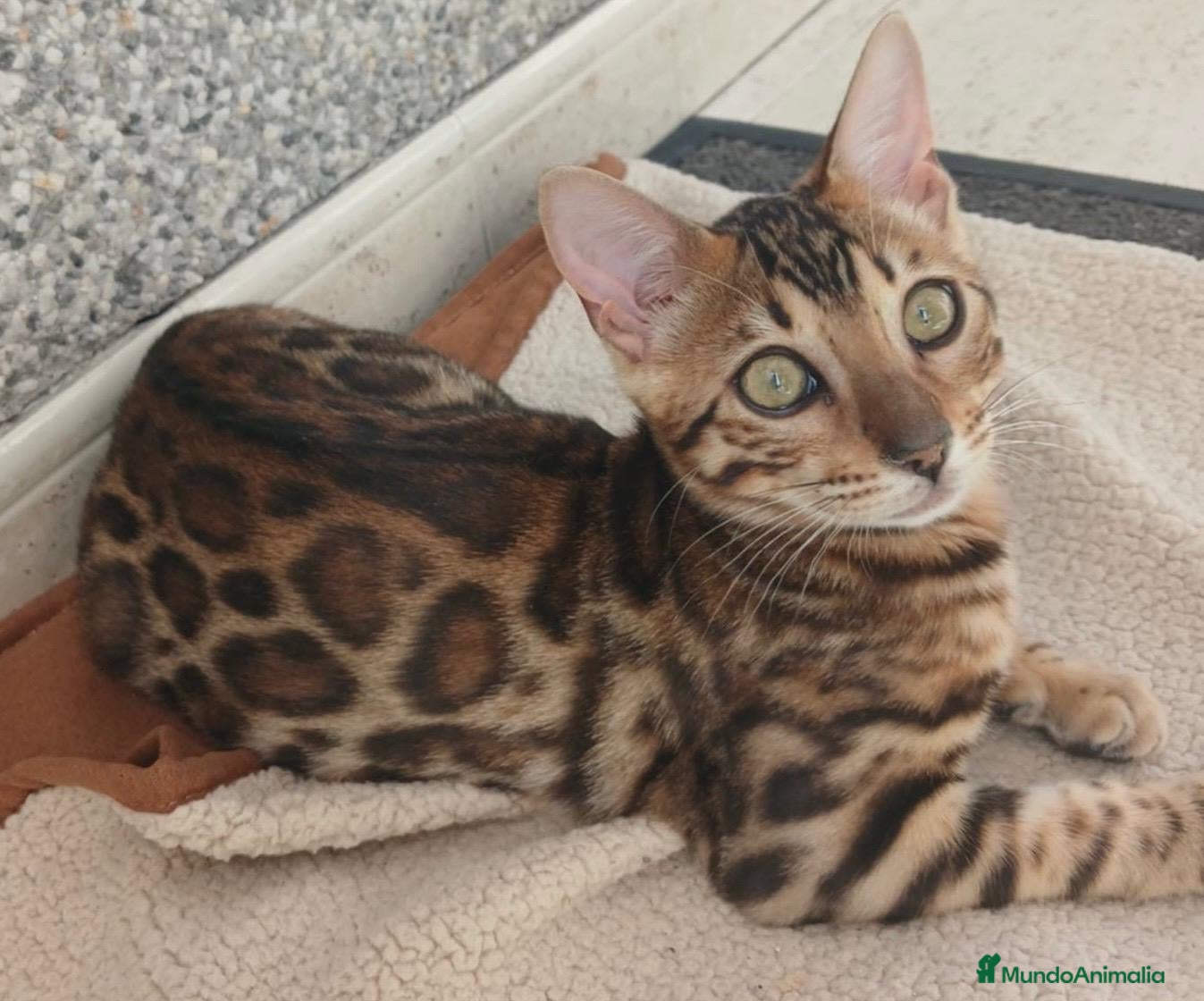 Bengalí gatos Hembra de bengali brown - Anuncio 4