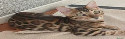 Bengalí gatos en venta: Hembra de bengali brown - Anuncio 1