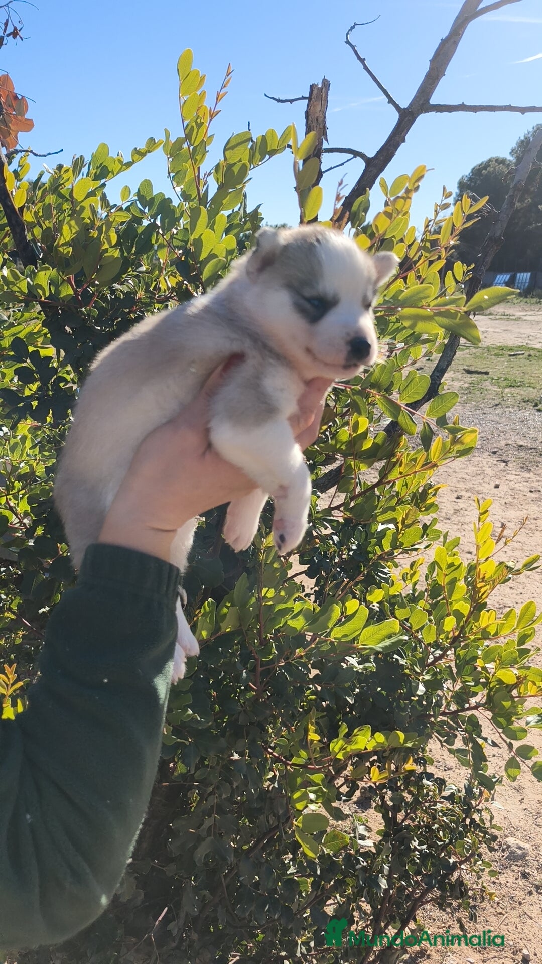 Husky Siberiano perros en venta: Husky SIBERIANO  - Anuncio 6