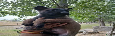 Pastor Belga Malinois 2