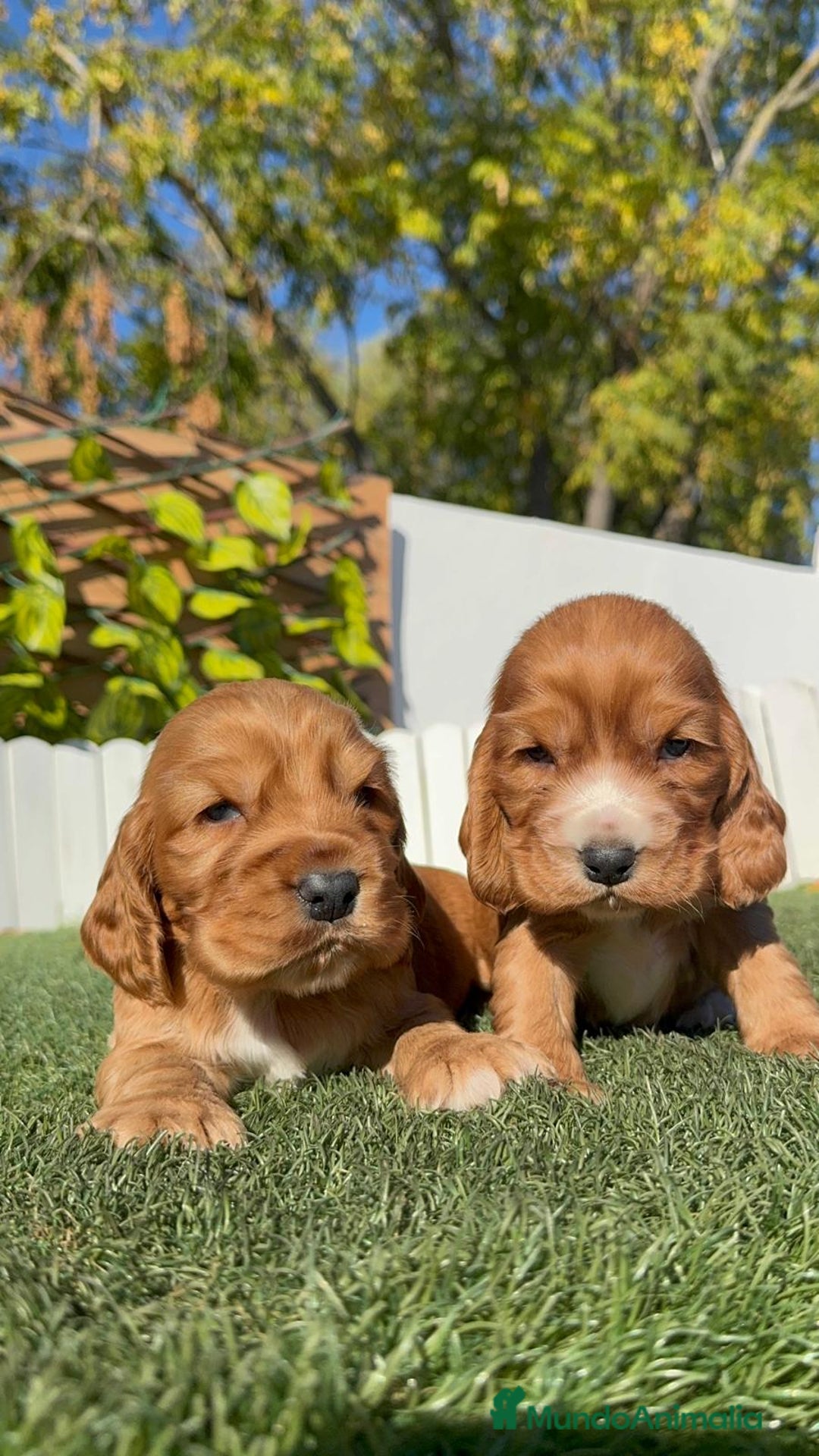 Cocker Spaniel Inglés perros en venta: COCKER SPANIEL INGLES - Anuncio 6