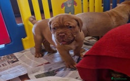 Dogo de Burdeos perros en venta: Cachorros Dogo de Burdeos - Imagen 2