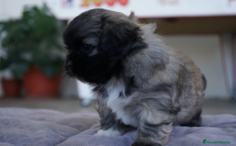 Maltipoo perros - Anuncio 1