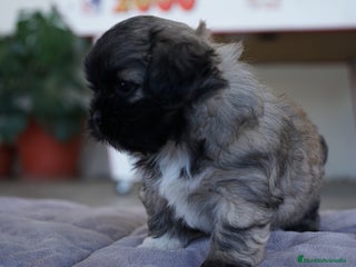 Maltipoo perros - Anuncio 1