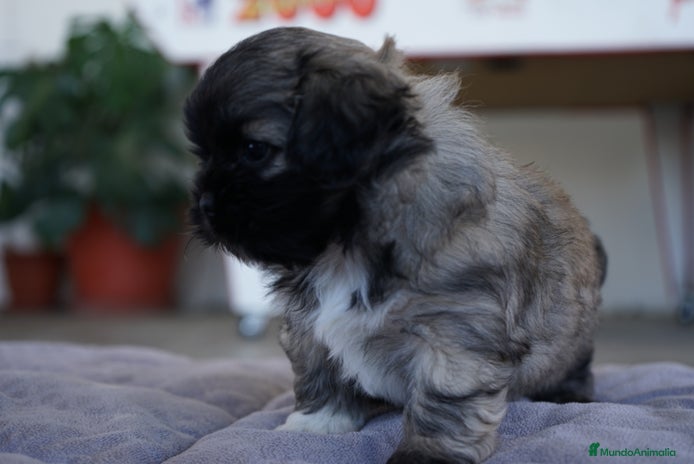 Maltipoo perros - Anuncio 1