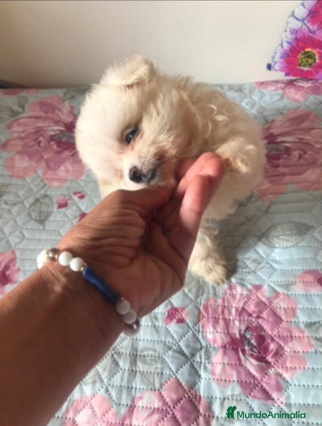 Raza Mixta perros en venta: Maltipoo en Valencia  - Imagen 3