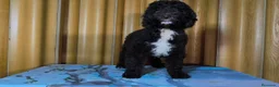 Perro de Agua Español perros en venta: Perro de agua  - Anuncio 3