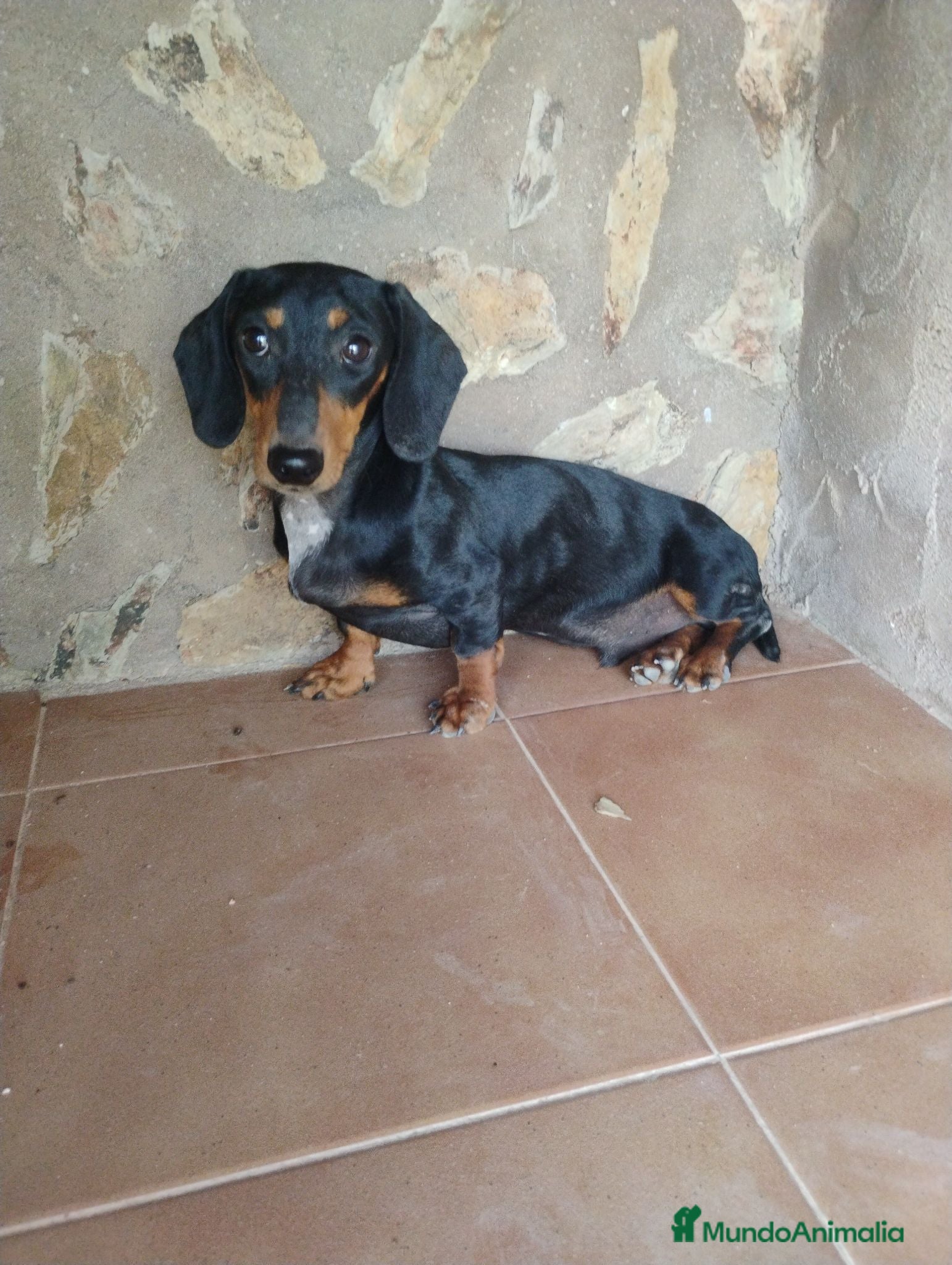 Teckel Miniatura perros Macho teckel negro y fuego  - Anuncio 1