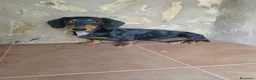 Teckel Miniatura perros en venta: Macho teckel negro y fuego  - Anuncio 1