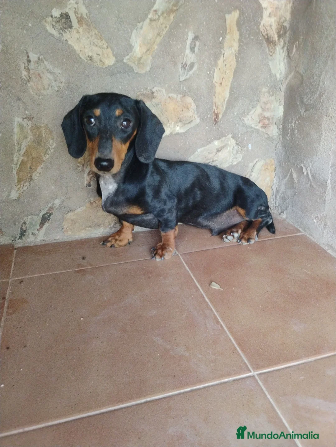 Teckel Miniatura perros en venta: Macho teckel negro y fuego  - Anuncio 1