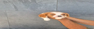 Cavalier King Charles Spaniel Cachorro 1