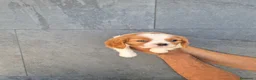 Cavalier King Charles Spaniel perros en venta: Cavalier King Charles  en Girona - Anuncio 11