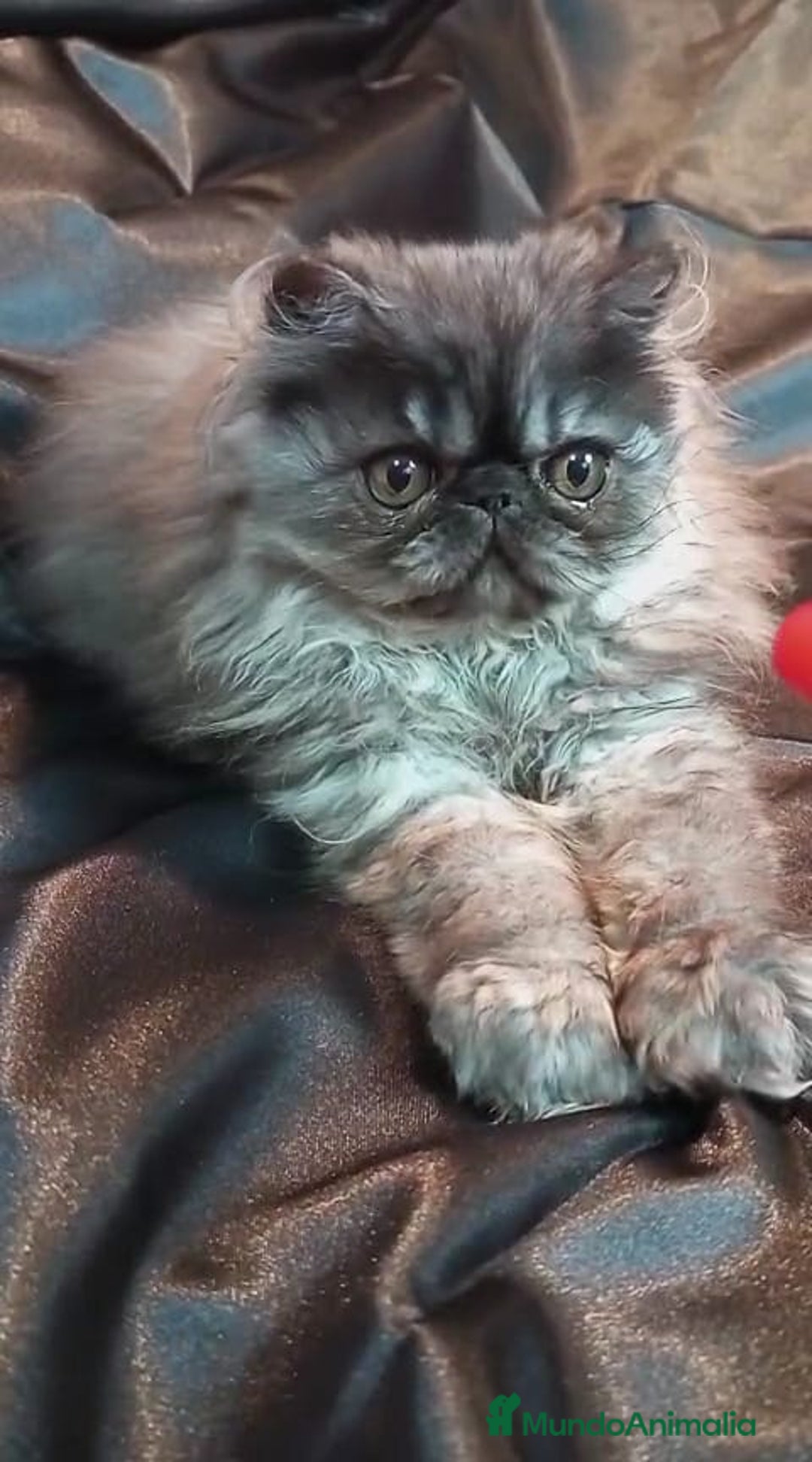 Persa gatos en venta: Precioso Gatito Persa - Anuncio 4