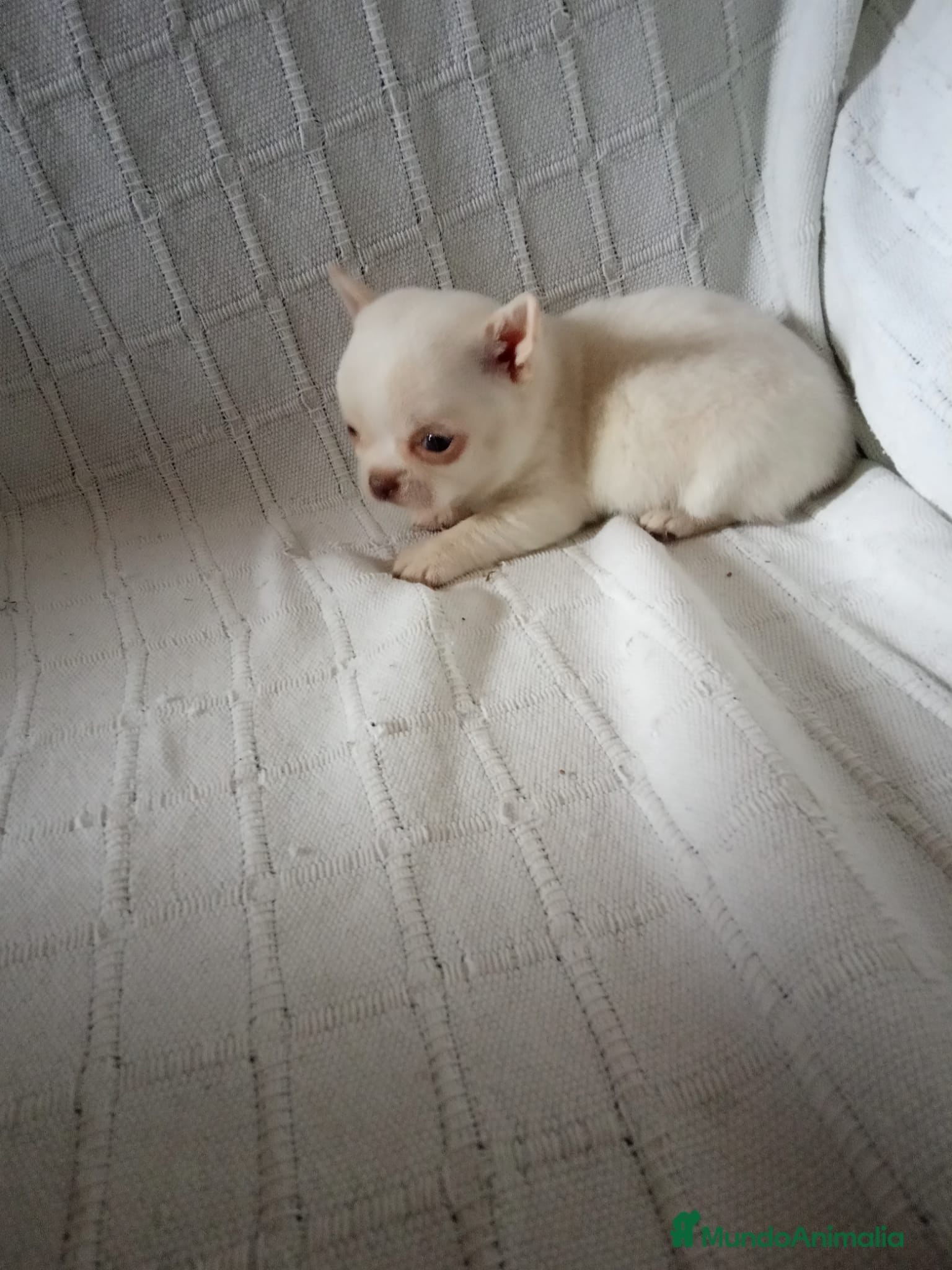 Chihuahua Cachorro 8