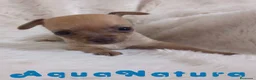 Chihuahua perros en venta: Chihuahua Hembra 1 de Gaga y Choc AQUANATURA - Anuncio 6