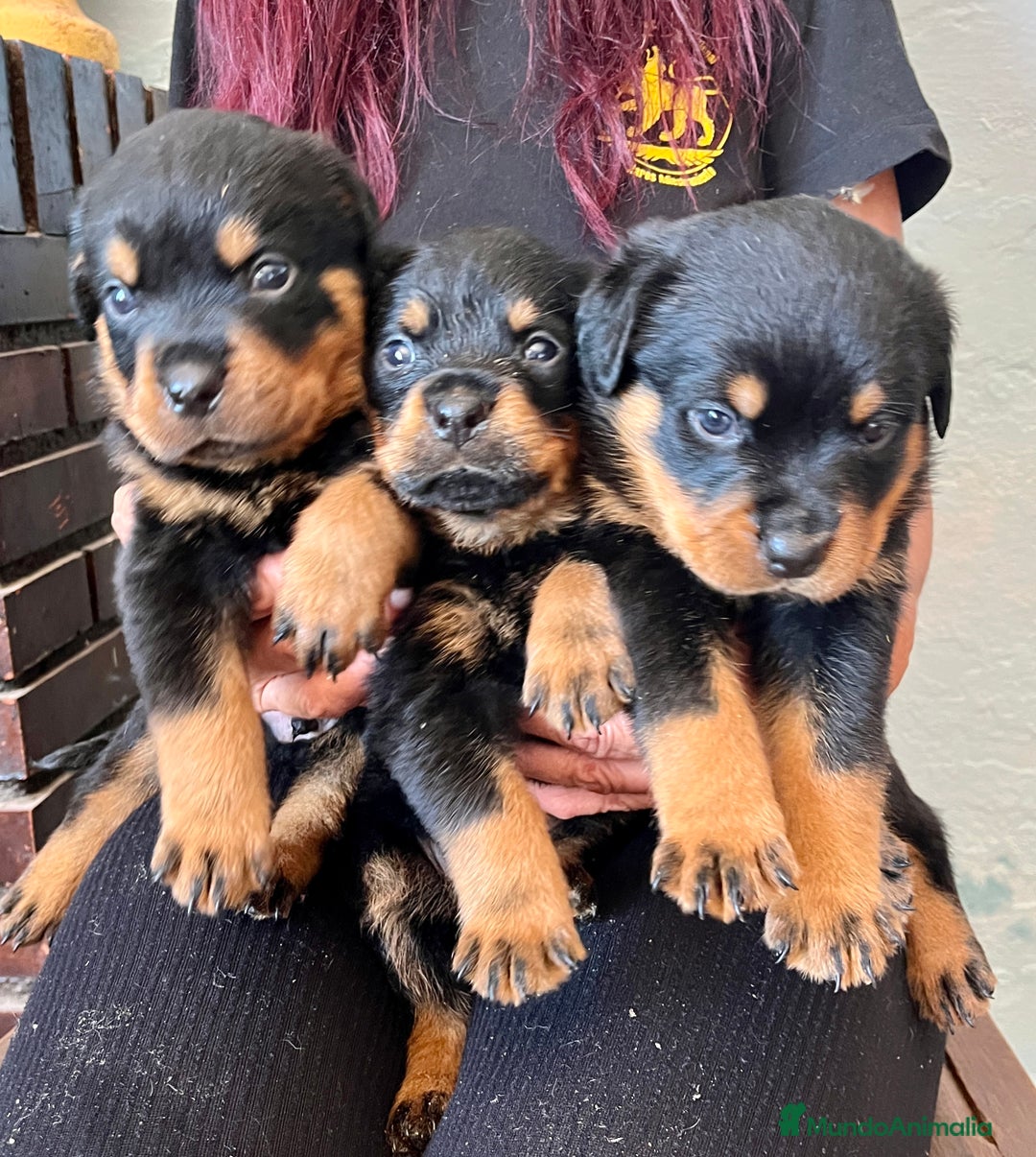 Rottweiler perros en venta: ROTTWEILER cachorros - Imagen 20