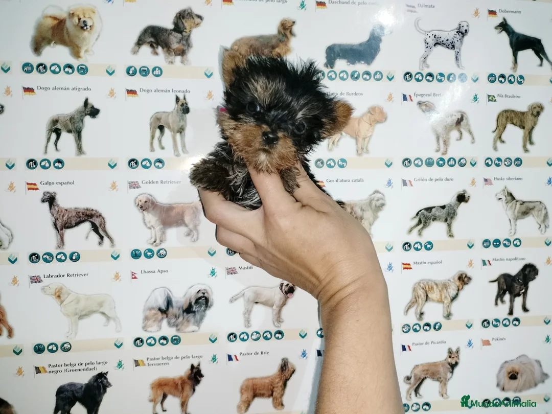 Yorkshire Terrier perros en venta: Yorkshire miniatura en Badajoz - Anuncio 2