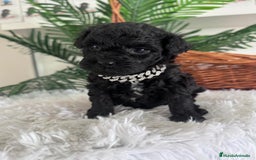 Caniche Toy perros en venta: CANICHE TOY MACHO - Anuncio 2