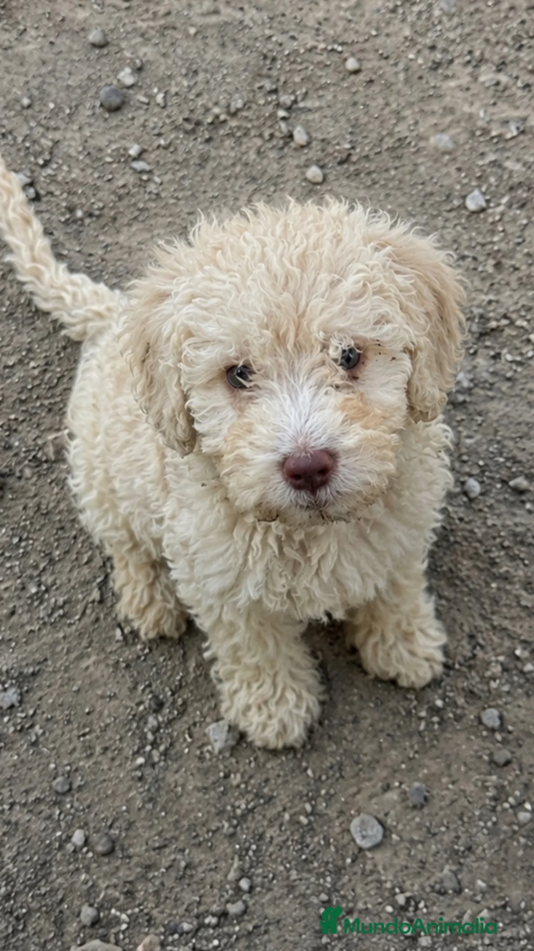 Perro de Agua Español perros en venta: Impresionantes cachorritos de agua - Anuncio 2