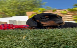 Teckel Miniatura perros en venta: TECKEL MINIATURA  - Imagen 17