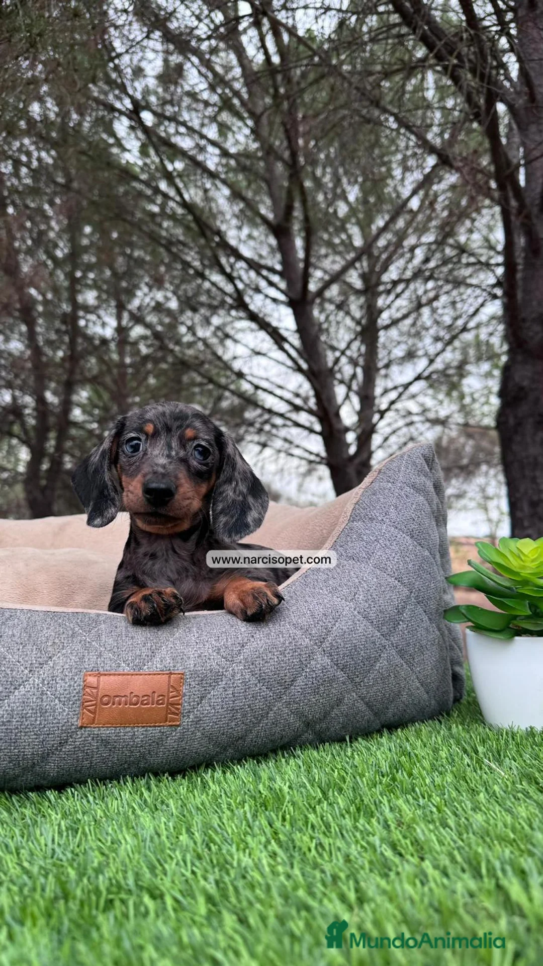 Teckel Miniatura perros en venta: CACHORROS TECKEL MERLE PLATA - Anuncio 1