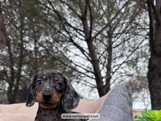 Teckel Miniatura perros CACHORROS TECKEL MERLE PLATA - Anuncio 14