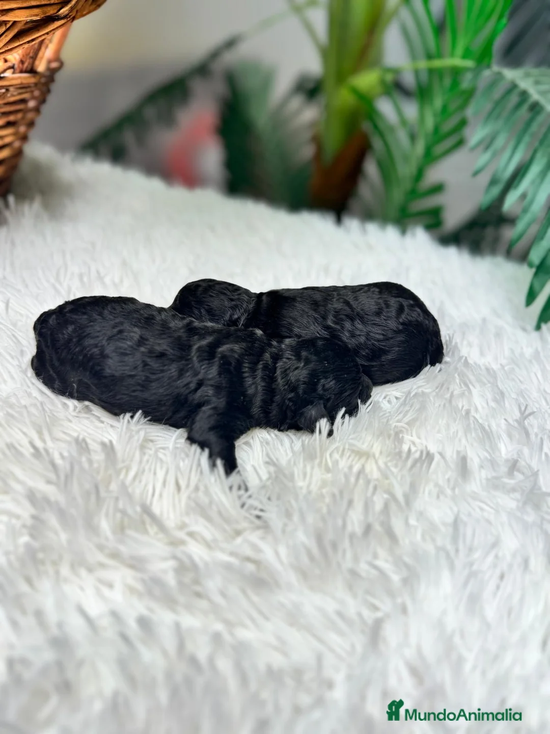 Caniche Toy perros en venta: CANICHE TOY - Anuncio 2