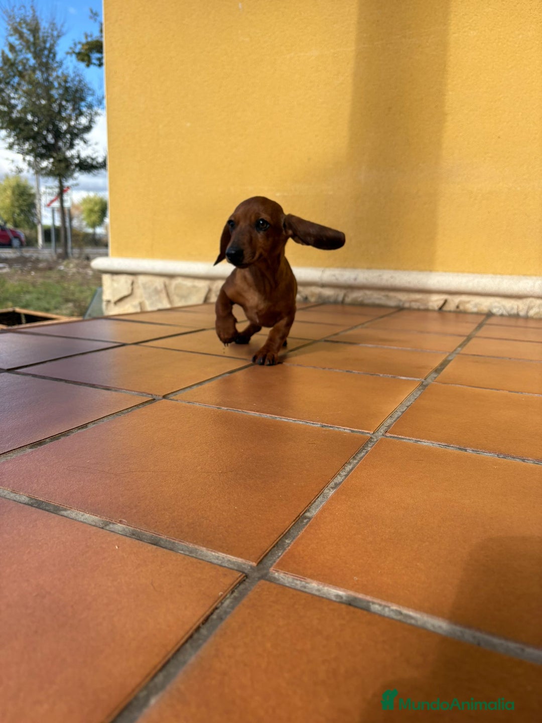 Teckel perros en venta: Teckel kaninchen merle chocolate diluido - Anuncio 15