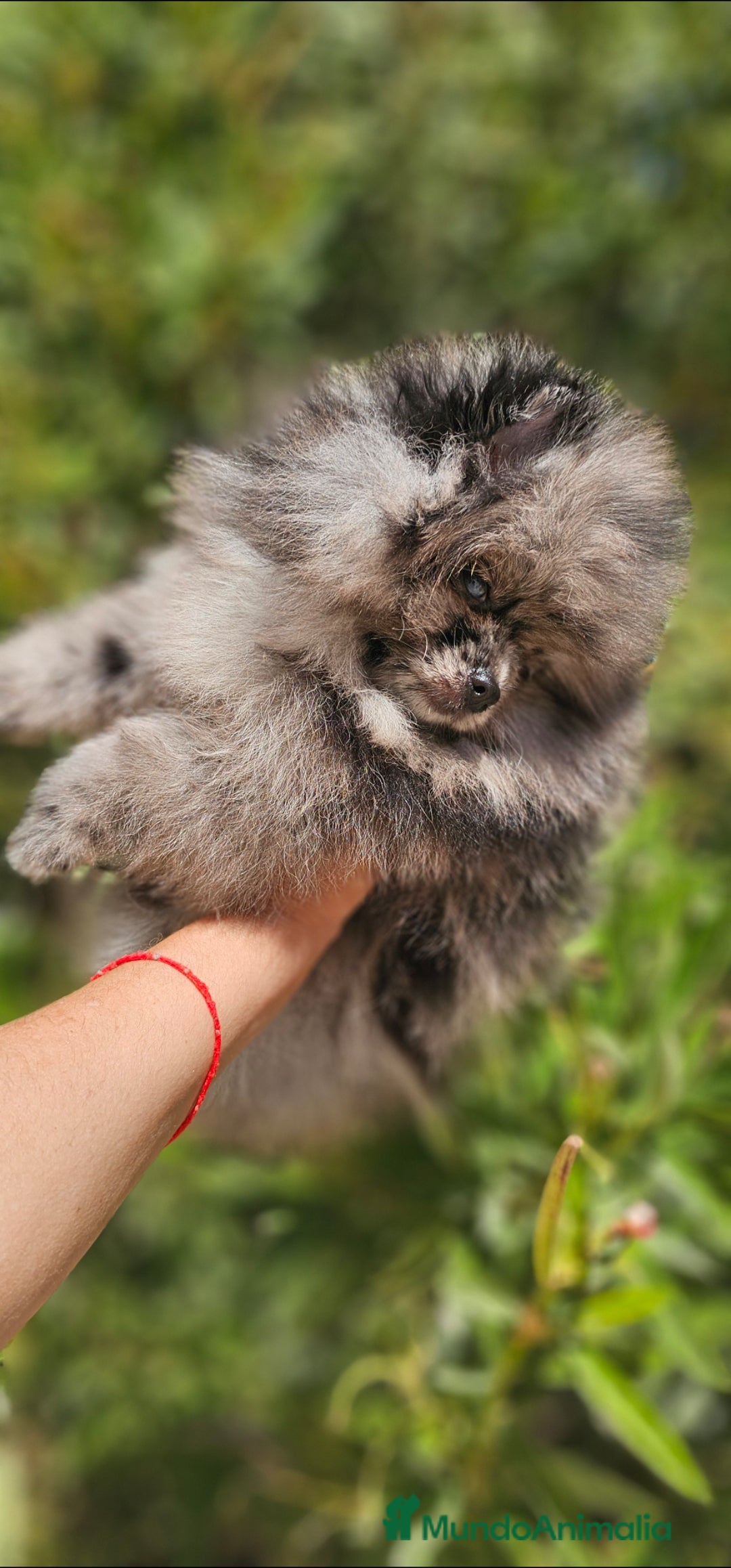 Pomerania perros en venta: Pomerania merle  - Imagen 4