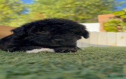 Perro de Agua Español perros en venta: PERRO DE AGUA HEMBRA - Imagen 4