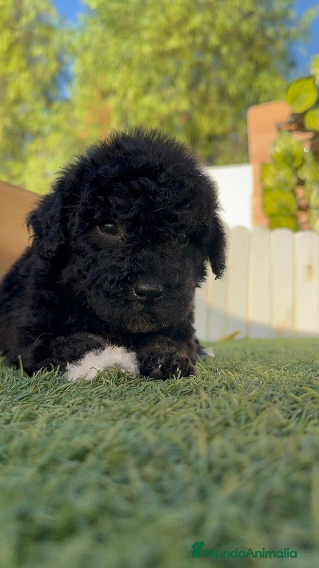 Perro de Agua Español perros en venta: PERRO DE AGUA HEMBRA - Imagen 4